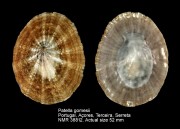 Patella gomesii